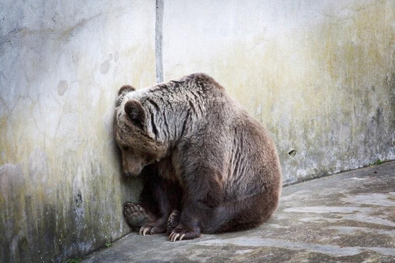 so thu bo doi dong vat anh 3