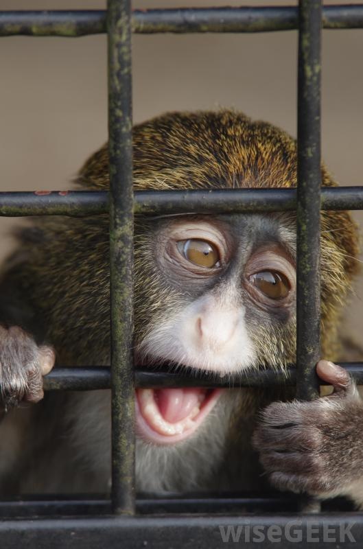 so thu bo doi dong vat anh 5