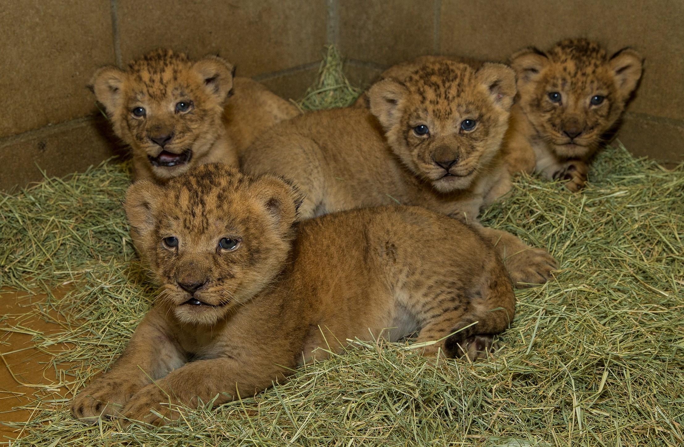 su that ve so thu anh 3