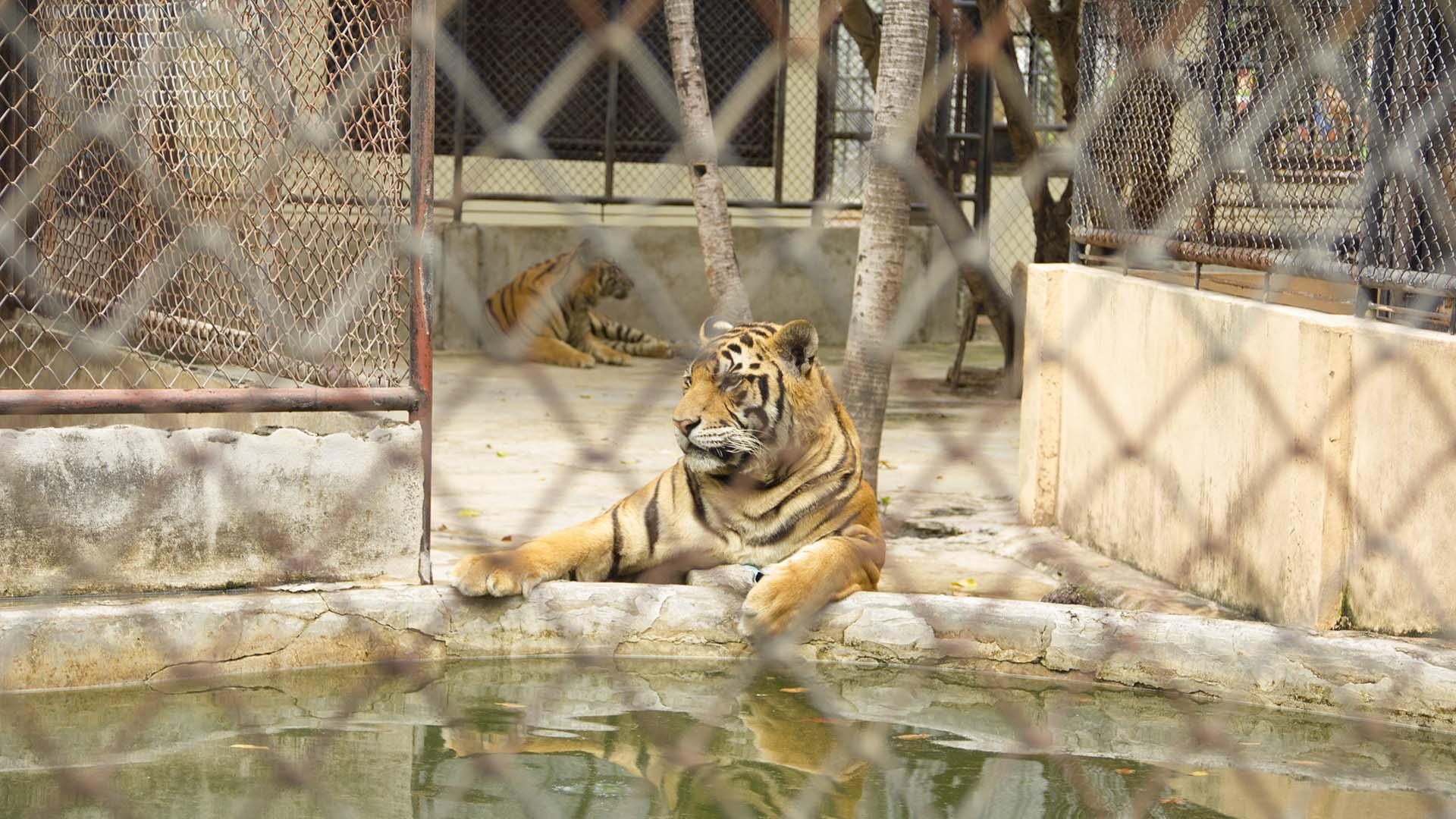 su that ve so thu anh 6