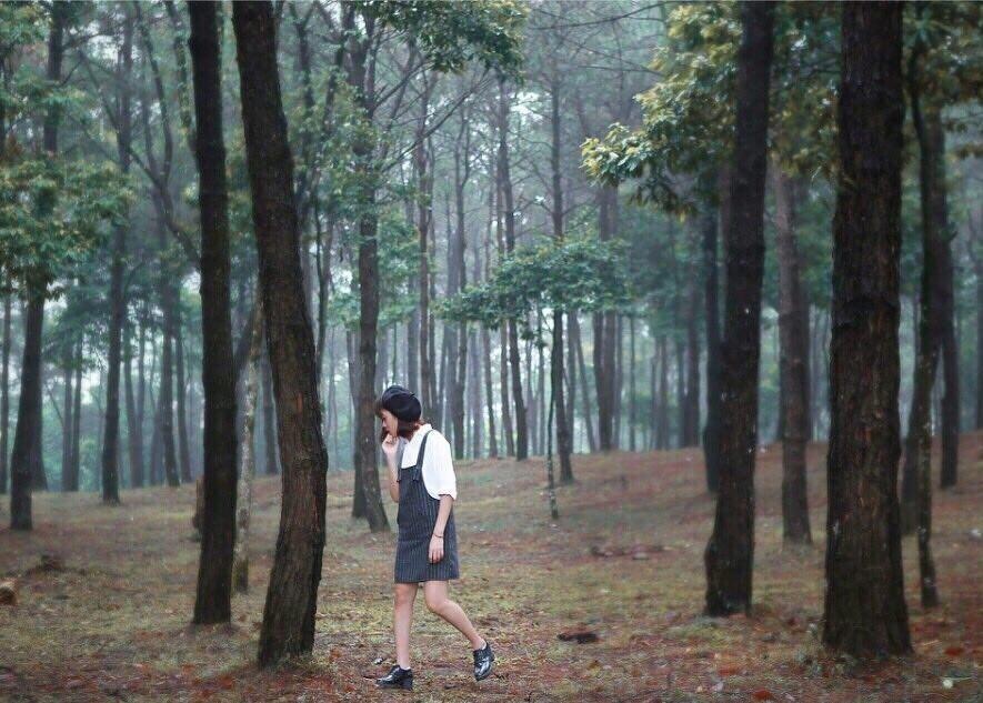 rung thong viet nam anh 12