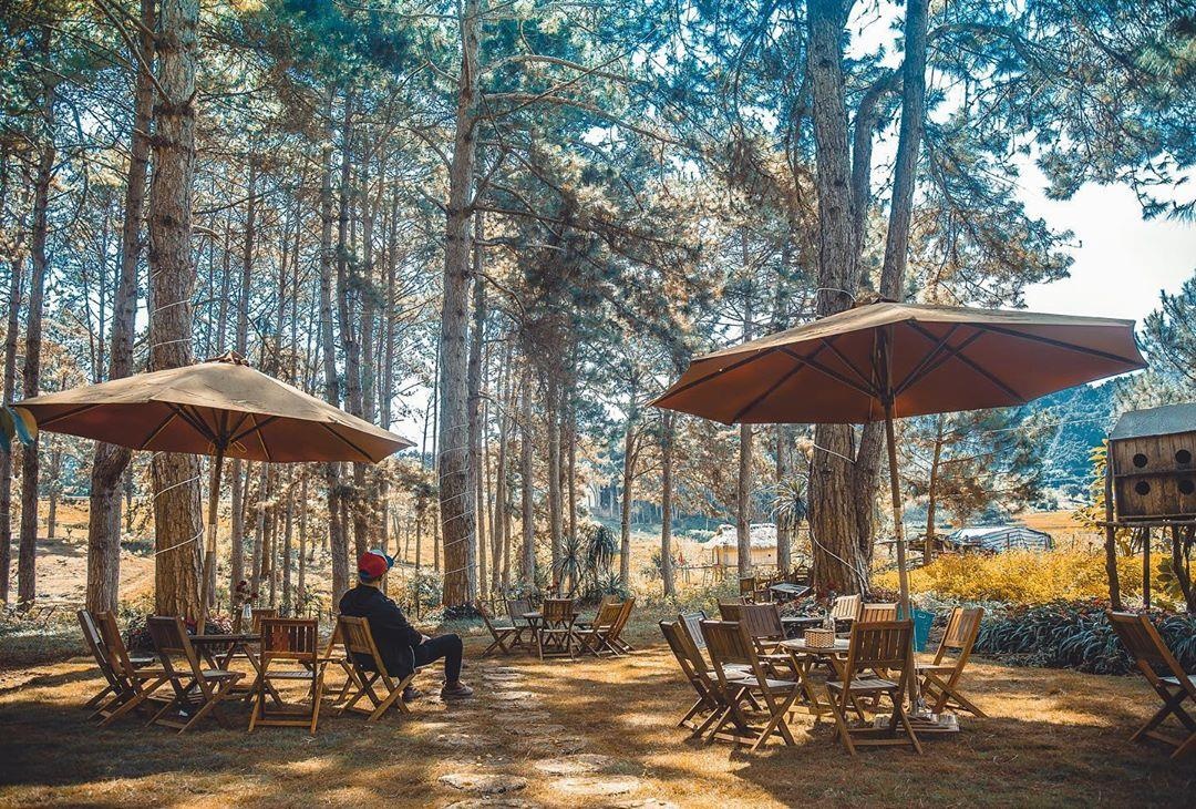 rung thong viet nam anh 1