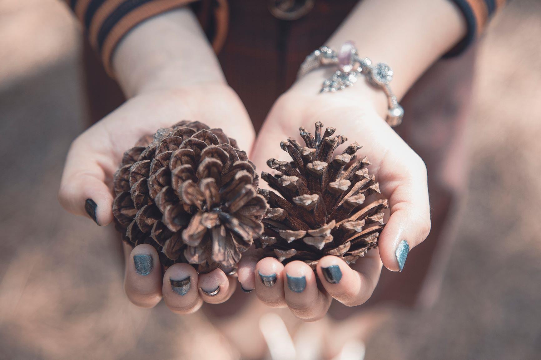 rung thong viet nam anh 10