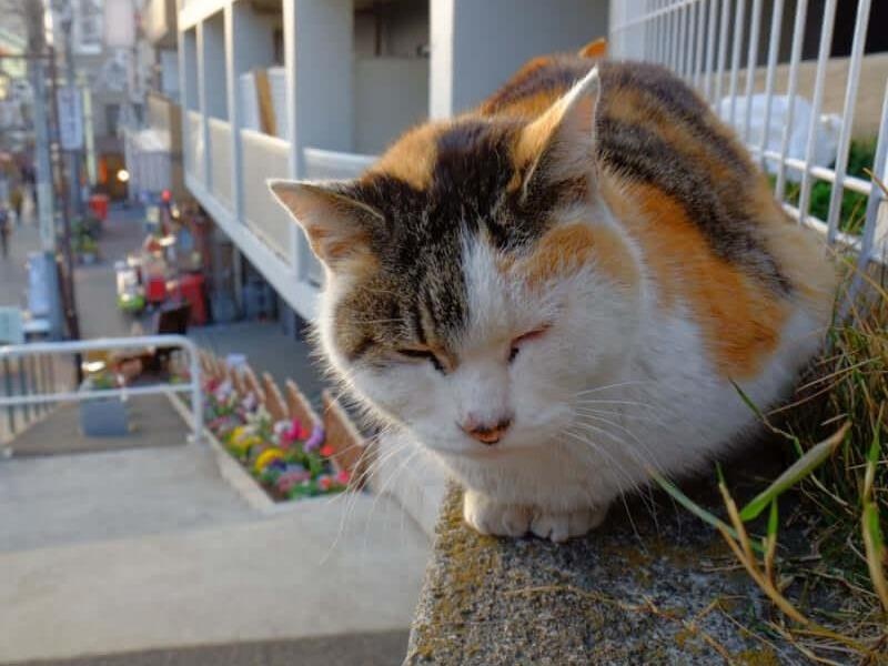 Thi tran meo hoang ngay sat thu do Tokyo on a hinh anh