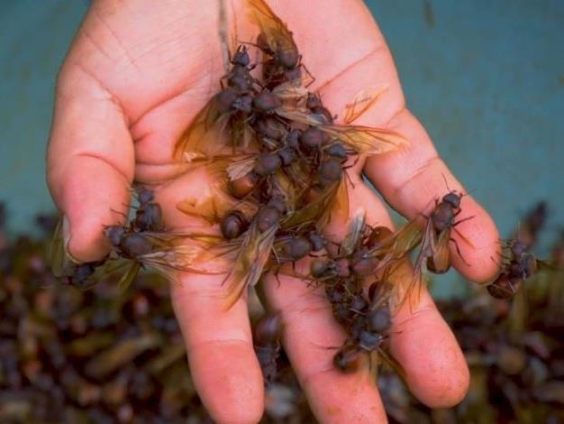 Mon kien dac biet an nhu mui gian, moi nam chi co mot me hinh anh