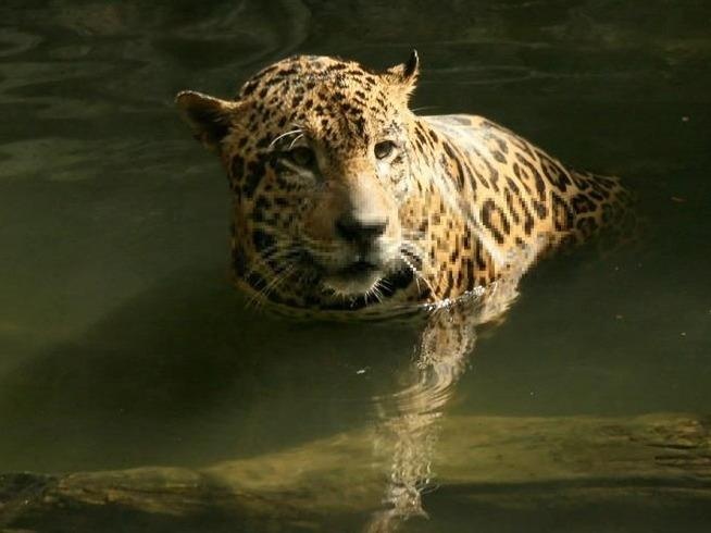 Dem khong ngu di ngam thu, xem mua lua doc dao o Singapore hinh anh