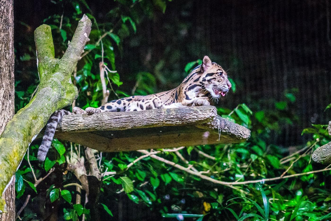 vuon thu dem singapore anh 7