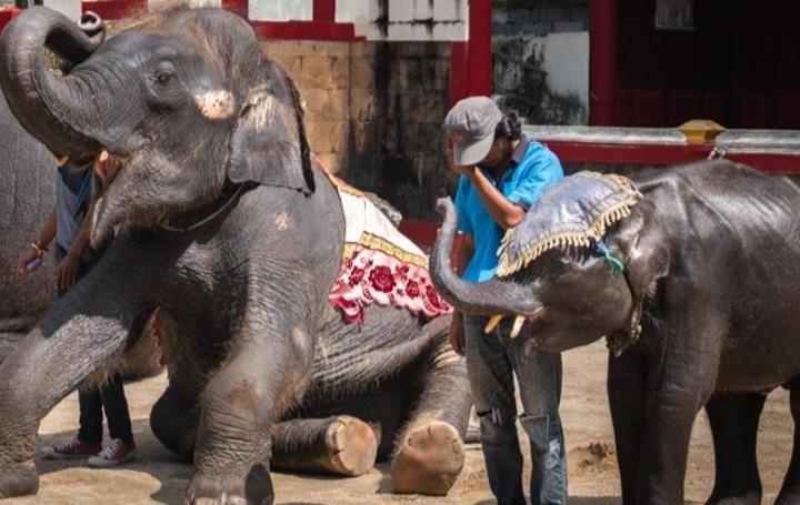 Voi con o Thai Lan bi ep dien tro, bo roi trong dau don toi chet hinh anh