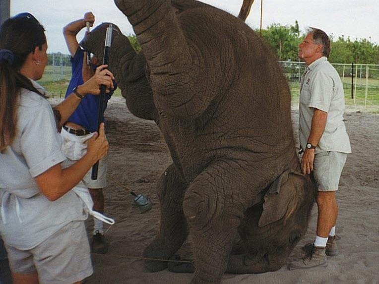 Con voi bi danh dap suot 12 nam van phai di khap noi dien xiec hinh anh