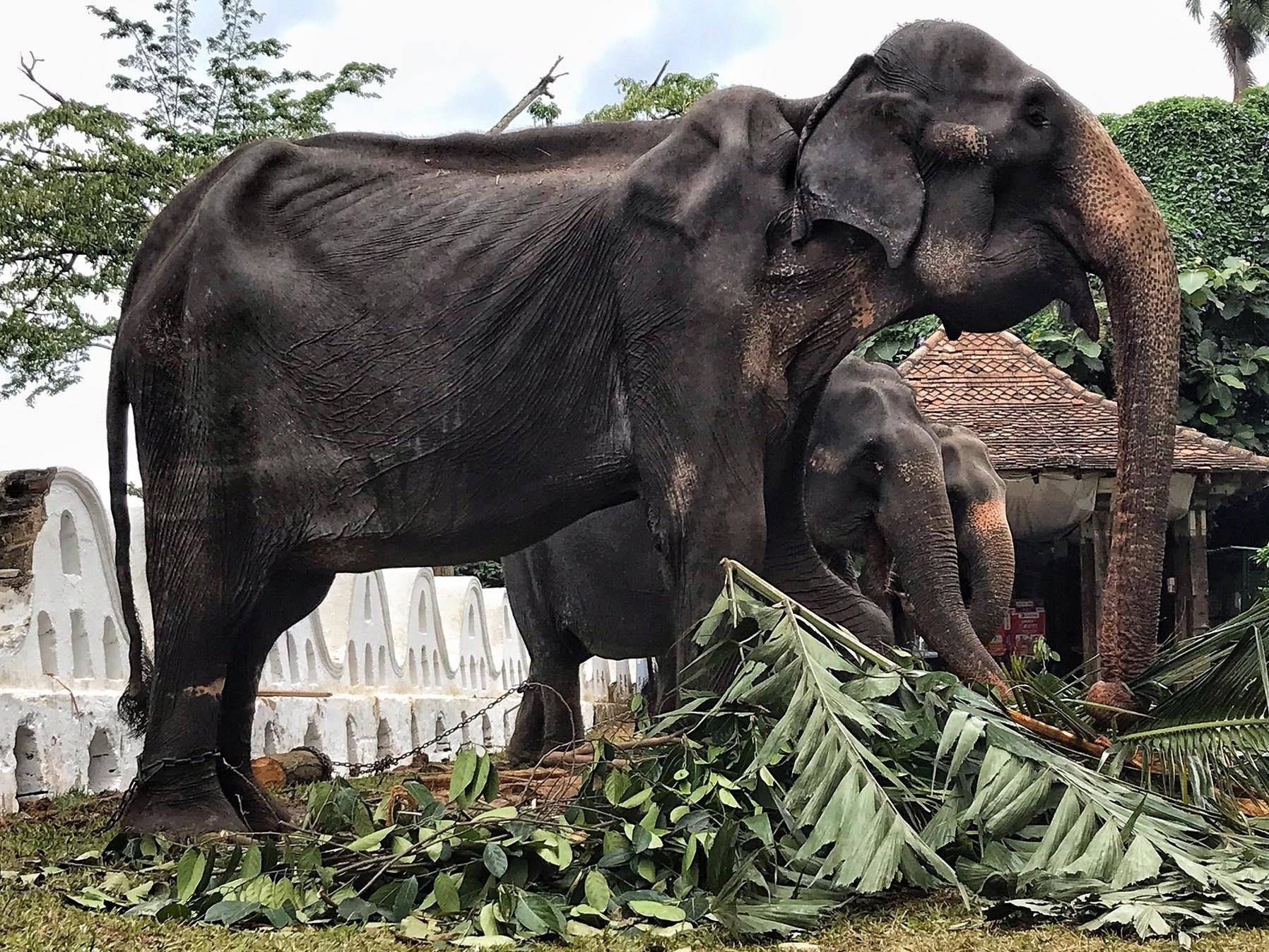 Voi 70 tuoi gay tro xuong bi ep dieu hanh cau may tam duoc nghi hinh anh