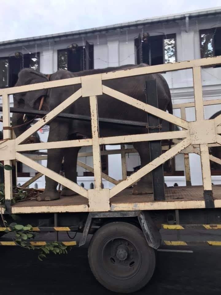 bạo hành voi ảnh 1 bao hanh voi anh 1