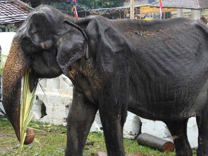 Voi 70 tuoi gay tro xuong duoc tra ve chu cu, chua ro tuong lai hinh anh