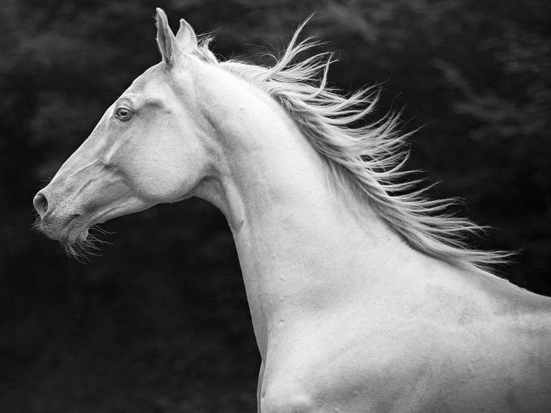 Giong ngua duoc vi nhu xe Ferrari, khong ai muon an thit hinh anh