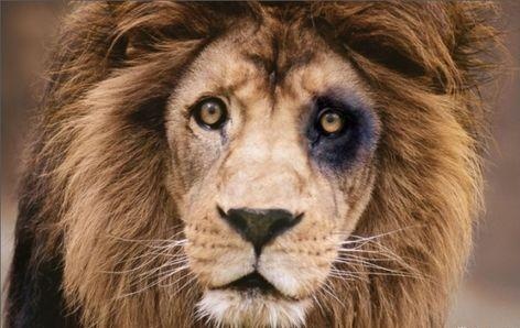 Dong vat phuc vu du khach va nhung hinh anh dau long hinh anh