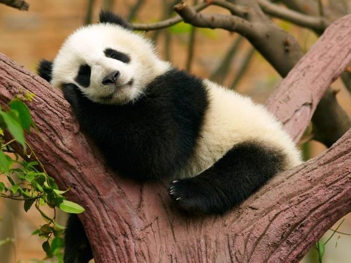 Mot ngay 'ngao ngo' cua nhung con gau truc Trung Quoc hinh anh