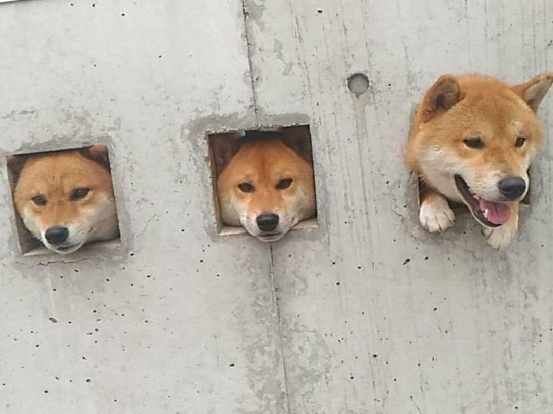 3 con cho Shiba Inu tho dau ra lo hut khach ghe tham hinh anh