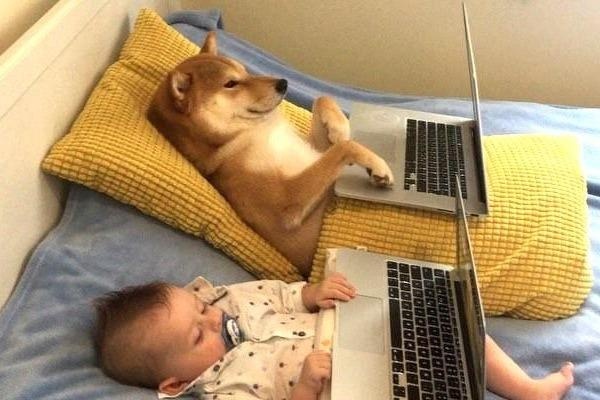 Ru em be ngu va nhung khoanh khac 'don tim' cua Shiba Inu hinh anh