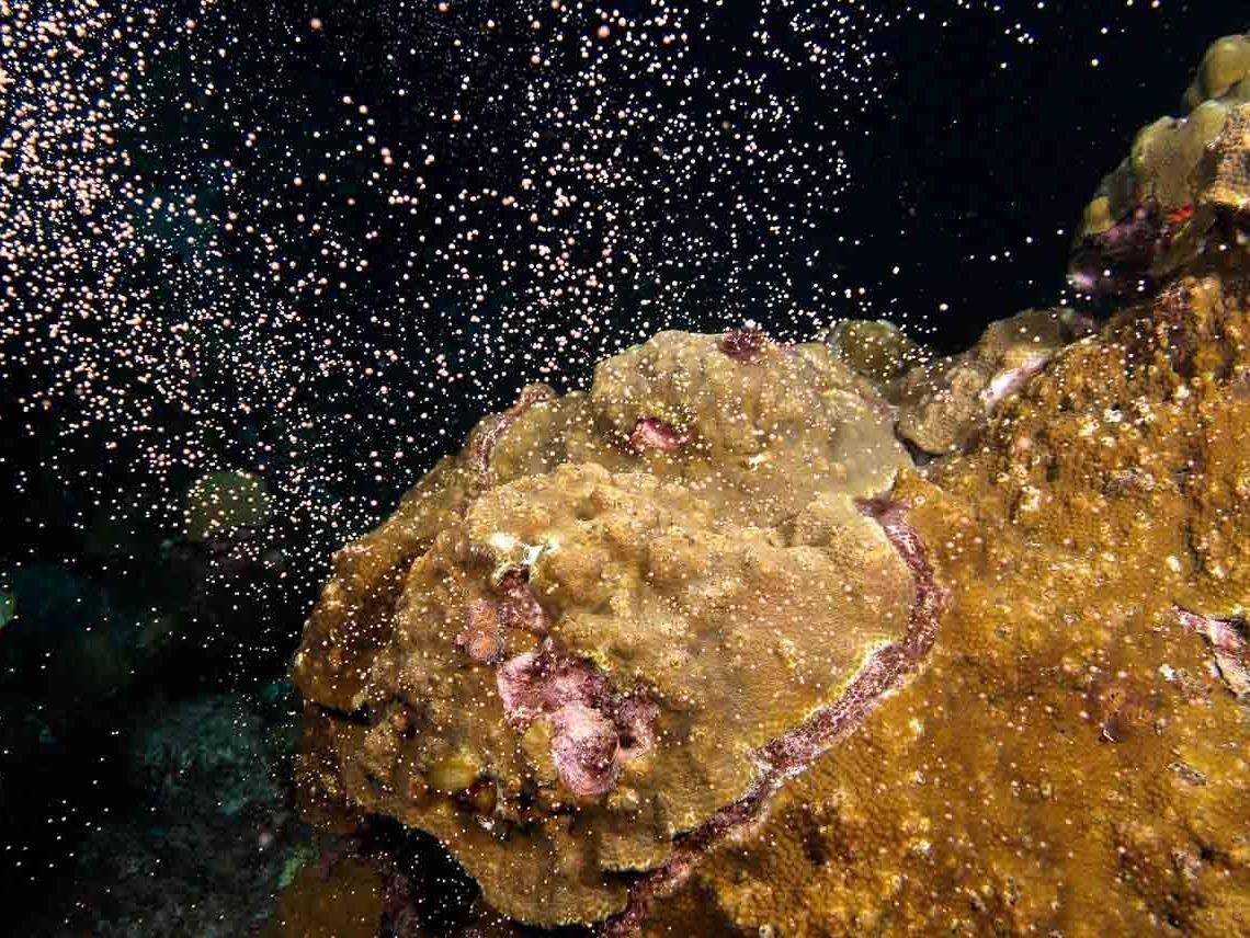 Man giao phoi dong loat dep sieu thuc cua san ho hinh anh