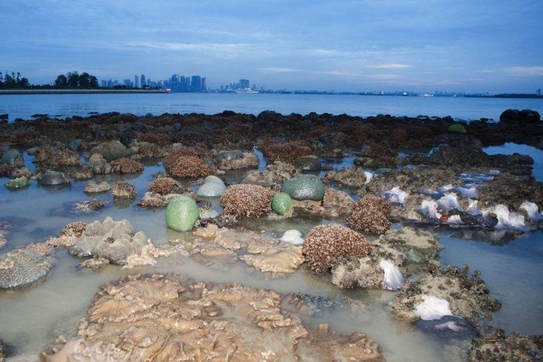 Dao rac tro thanh khu du lich hut khach o Singapore hinh anh