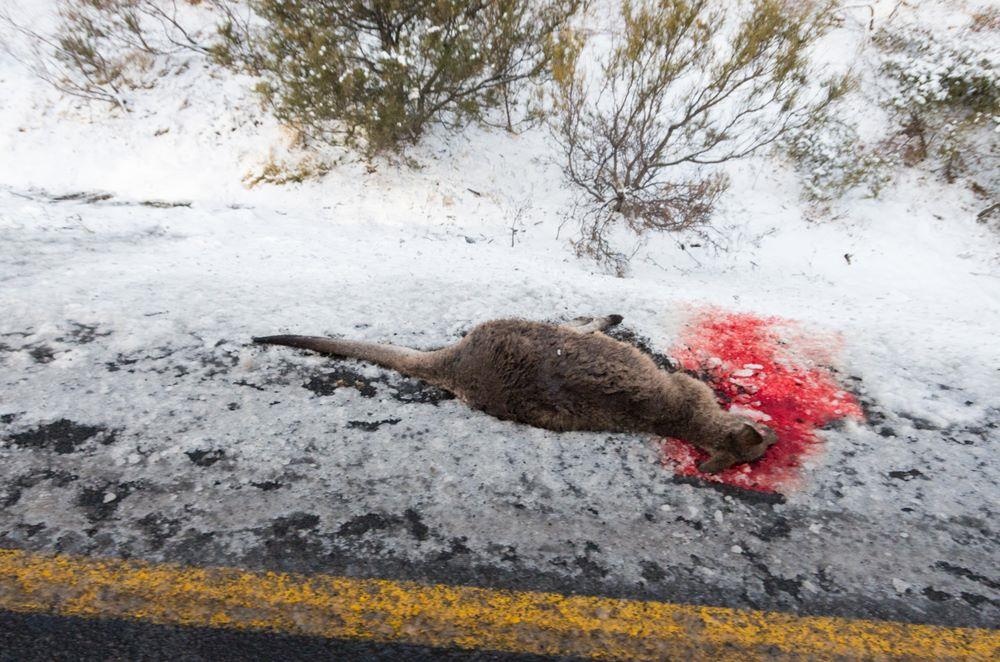 an thit kangaroo anh 5