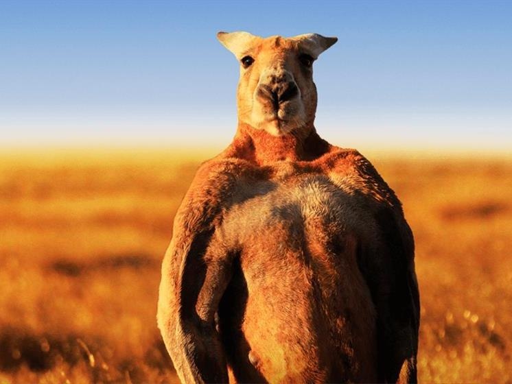 Nghich ly kangaroo - bieu tuong quoc gia bi de xuat cho len ban nhau hinh anh