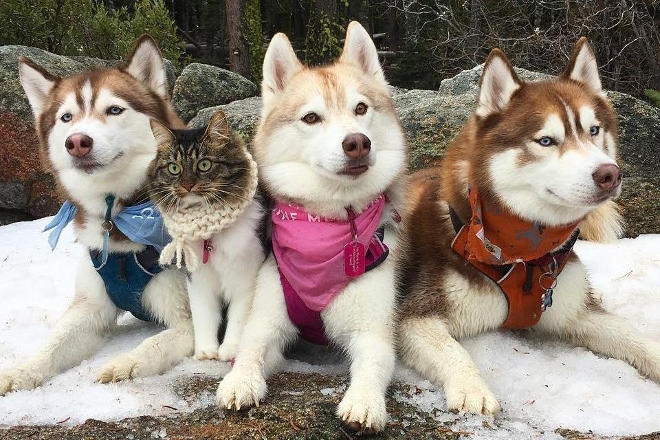 Dan husky tu nguyen lam ve si cho con meo cai hinh anh