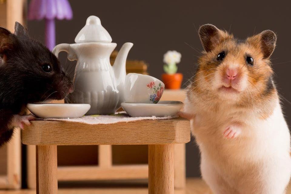 Ly do khien dong vat tu an thit con hinh anh