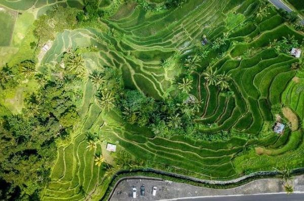 Ruong bac thang duoc UNESCO vinh danh nhin tu tren cao hinh anh