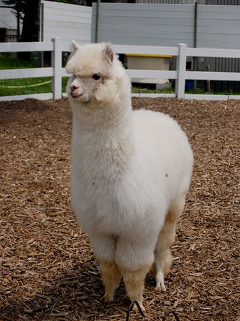 the gioi dong vat o nhat anh 5