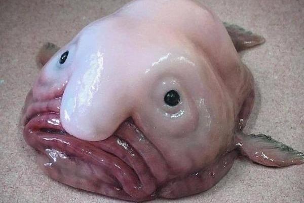 Nhung loai vat xau xi co nguy co tuyet chung hinh anh