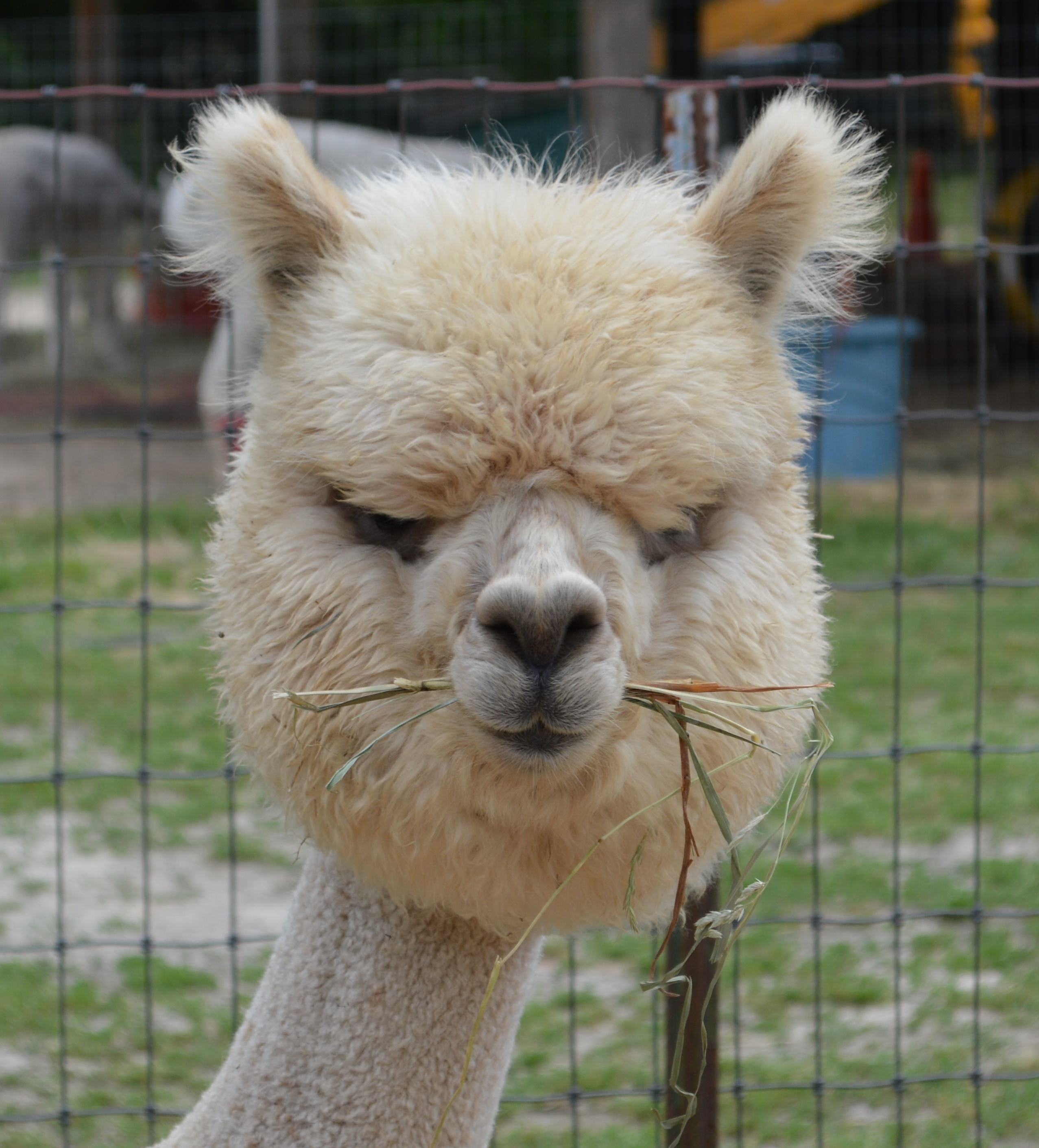 the gioi dong vat o nhat anh 6