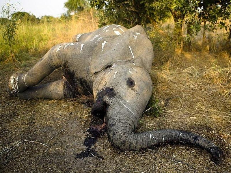 Khoanh khac dan voi dua tang dong loai hinh anh