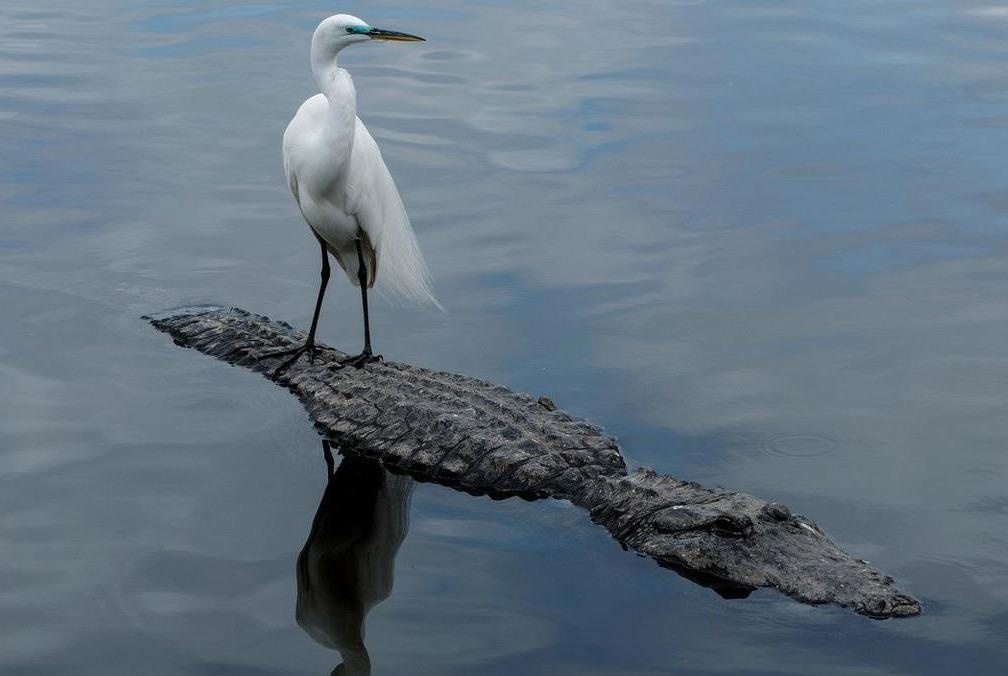 Chim lieu linh dung tren lung ca sau hinh anh