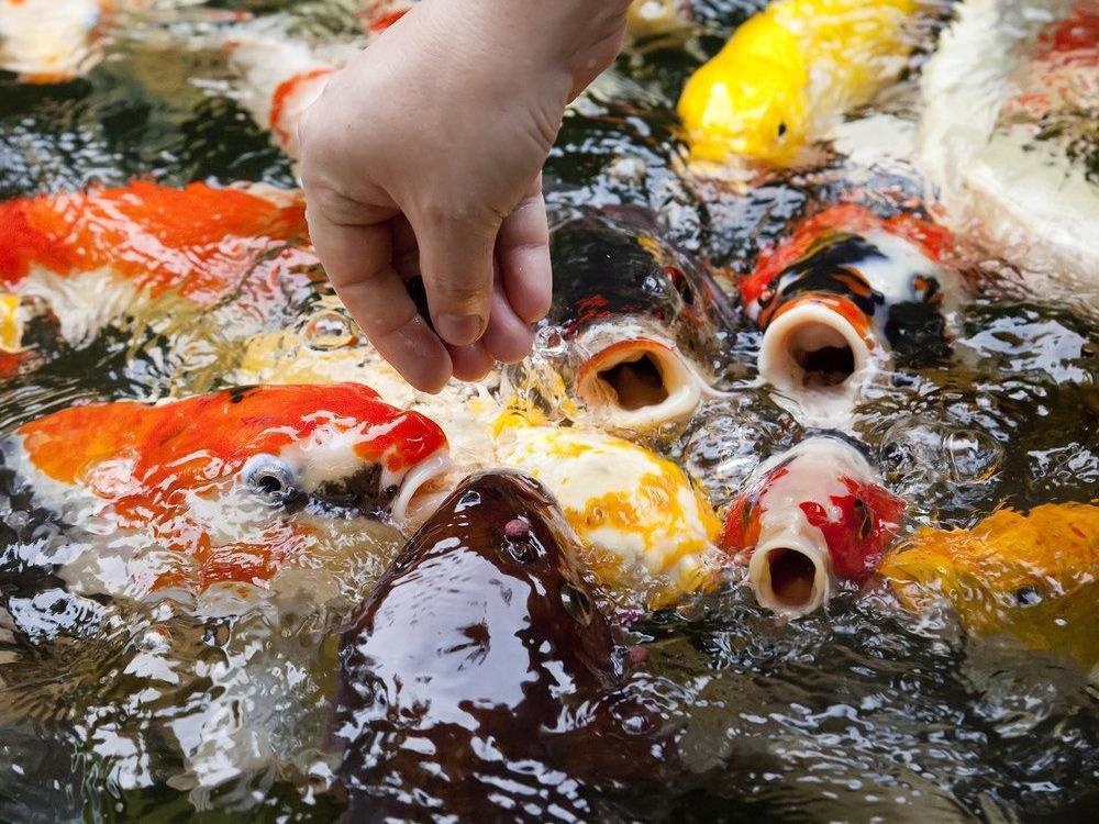 Ca Koi bieu tuong Nhat Ban, tuong truyen hoa rong hinh anh