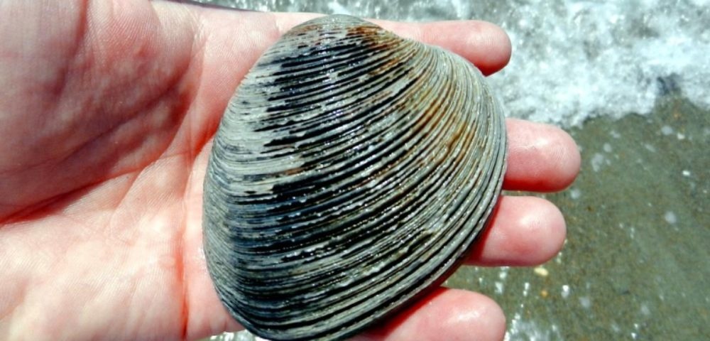 loai vat song lau tren trai dat anh 6