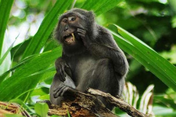 Loai khi chuyen nhat long chim de xia rang hinh anh