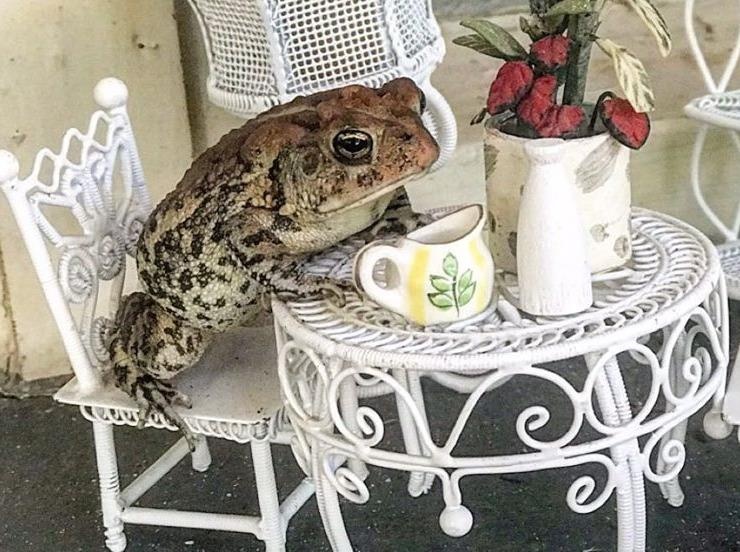 Hoang tu coc thuong tra, om bon cau thanh hien tuong mang hinh anh