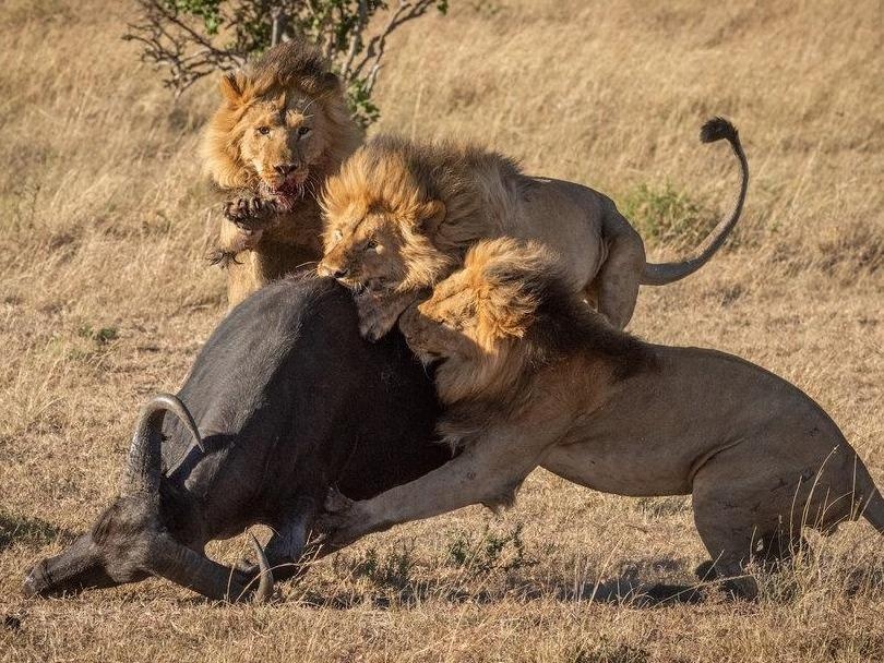 Danh len trau tu than, su tu bi phan cong phai bo chay hinh anh