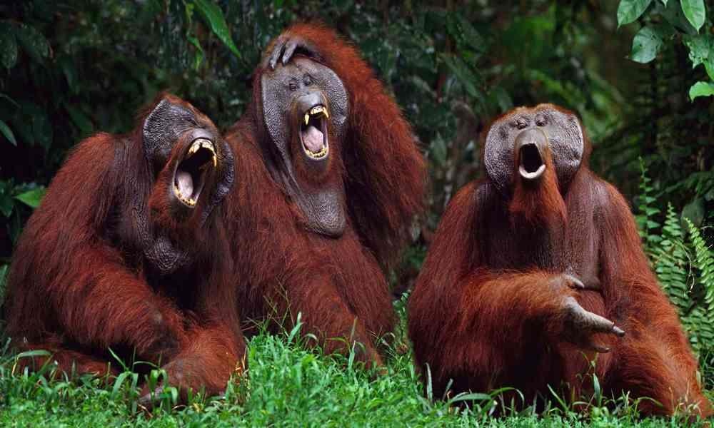 Khi om bung, cuoi ha mom khi xem ao thuat hinh anh