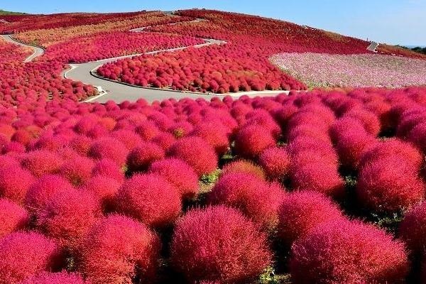 Dong co chuyen mau do tham khien khach thich me o Nhat Ban hinh anh