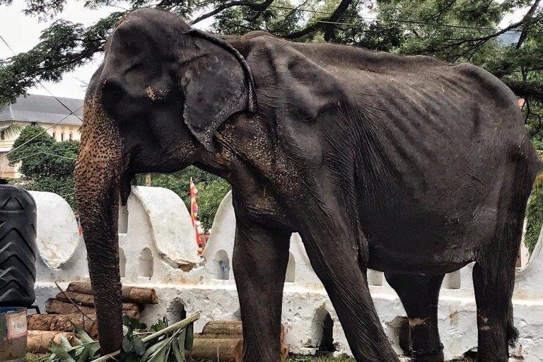 Voi gay tro xuong bi xich chan, nguoc dai den luc chet hinh anh