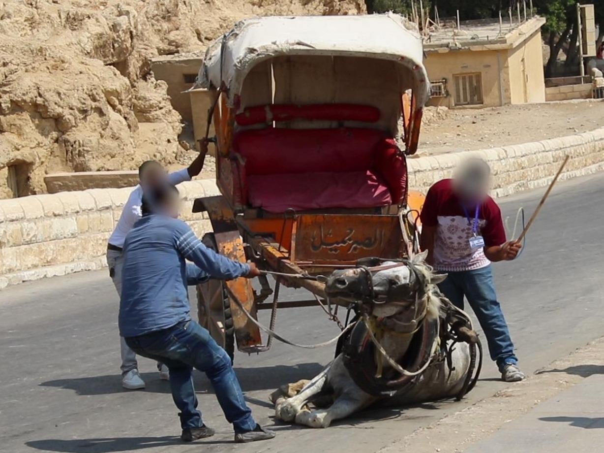 Ngua tro xuong guc nga, bi danh toi khi chiu day cho khach hinh anh