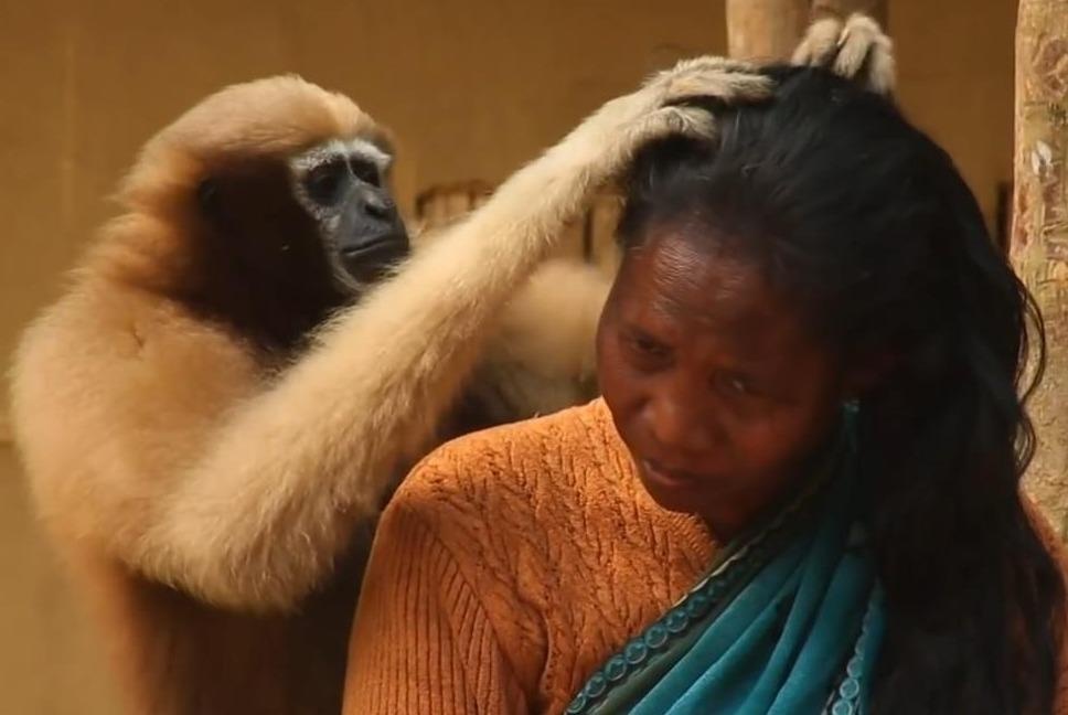 Vuon may trang bat chay, chai toc cho nguoi o An Do hinh anh