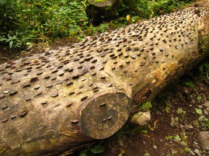cây thần ảnh 2 cay than anh 2