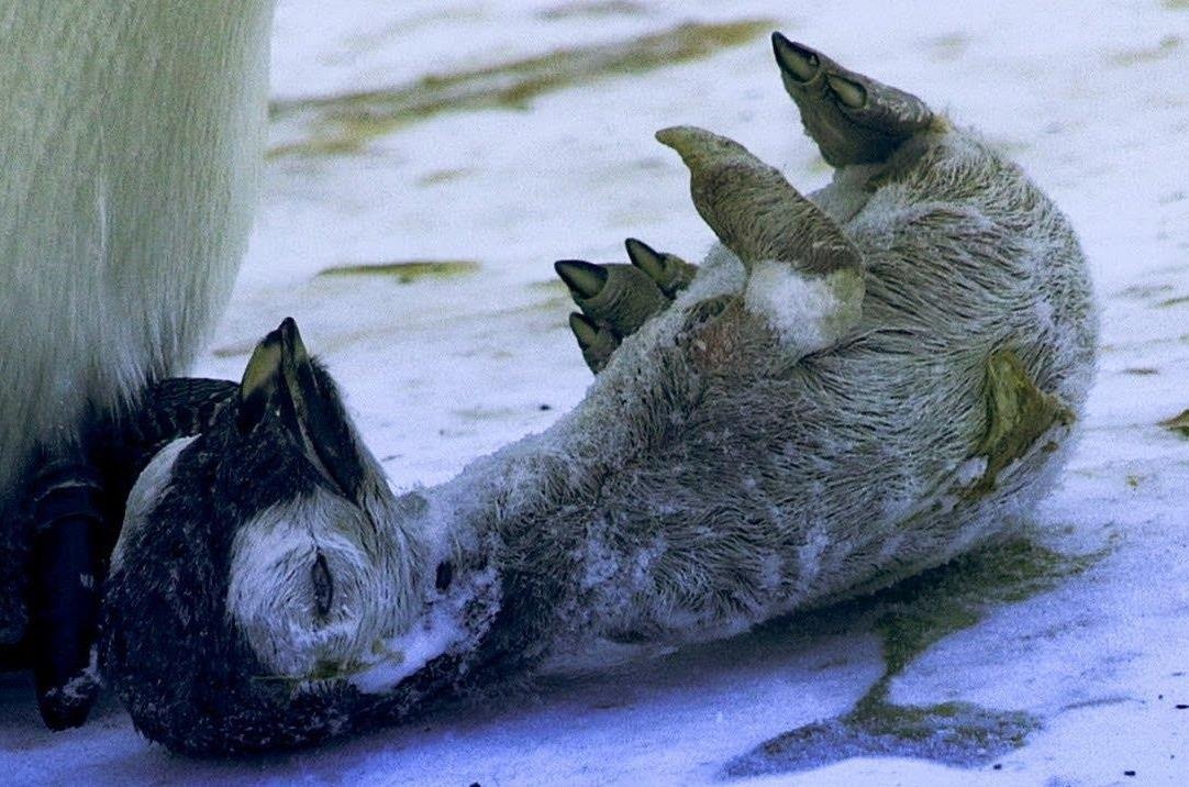 Canh cut hoang de giu con non chet cung trong long de suoi am hinh anh