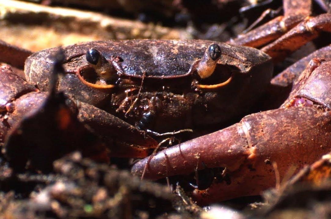 Dan kien do tham, phoi hop an thit cua trong rung hinh anh