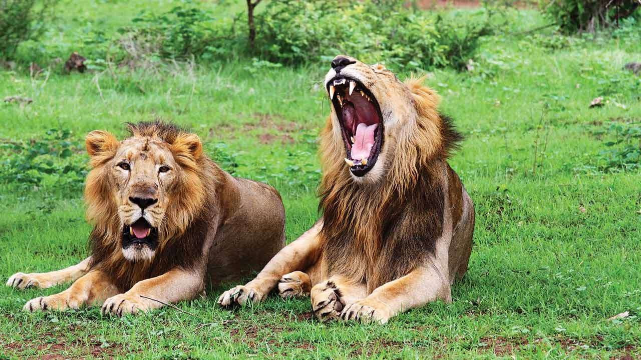 loai vat nguy hiem nhat anh 1