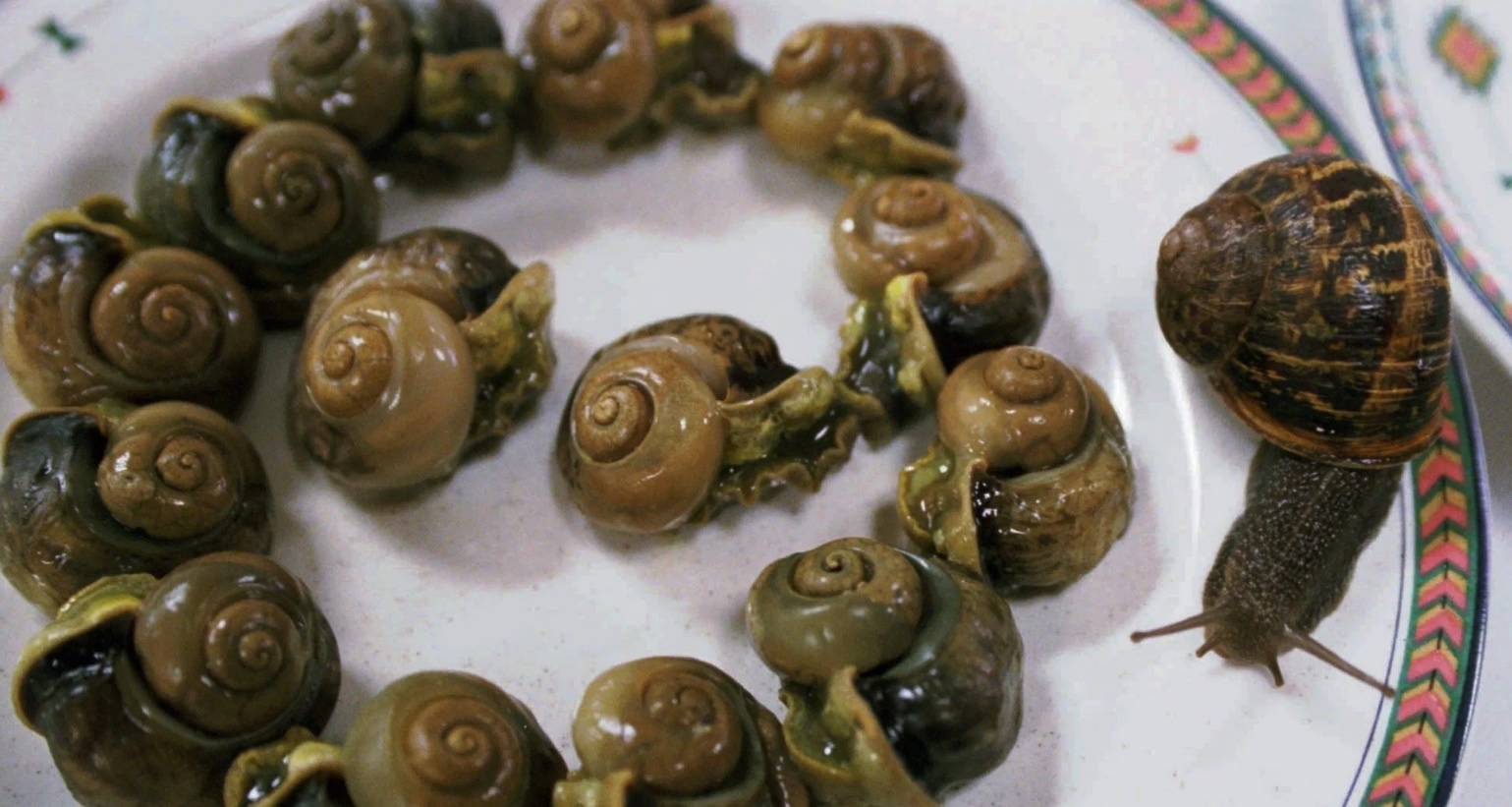 oc sen escargot anh 2