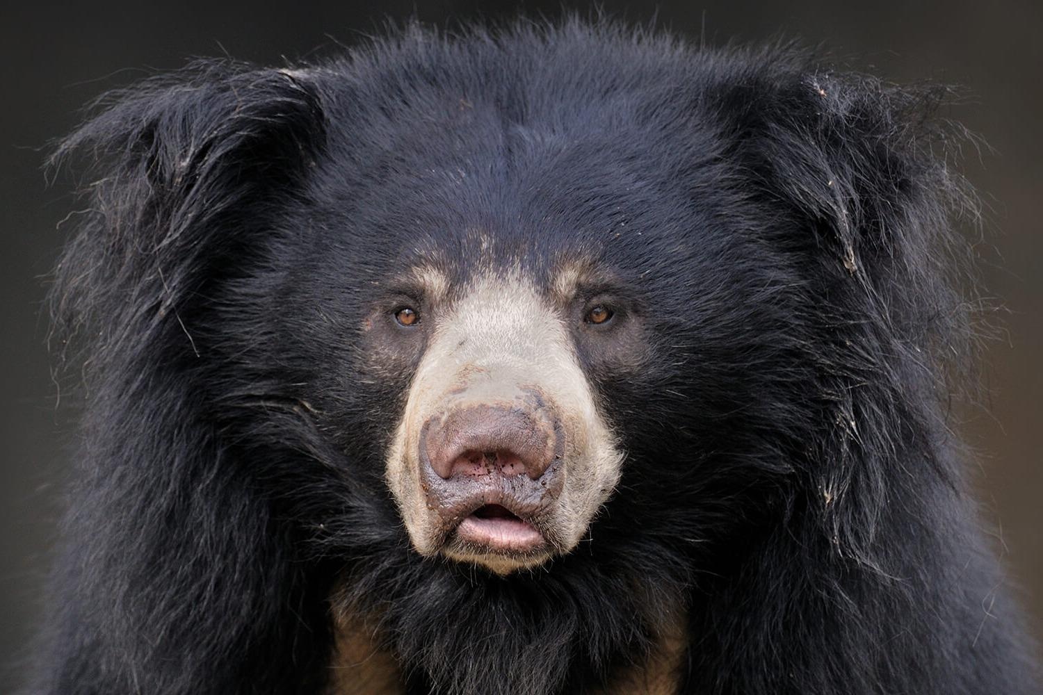 Tran gam, gau lon va nhung loai vat dang so nhat chau A hinh anh