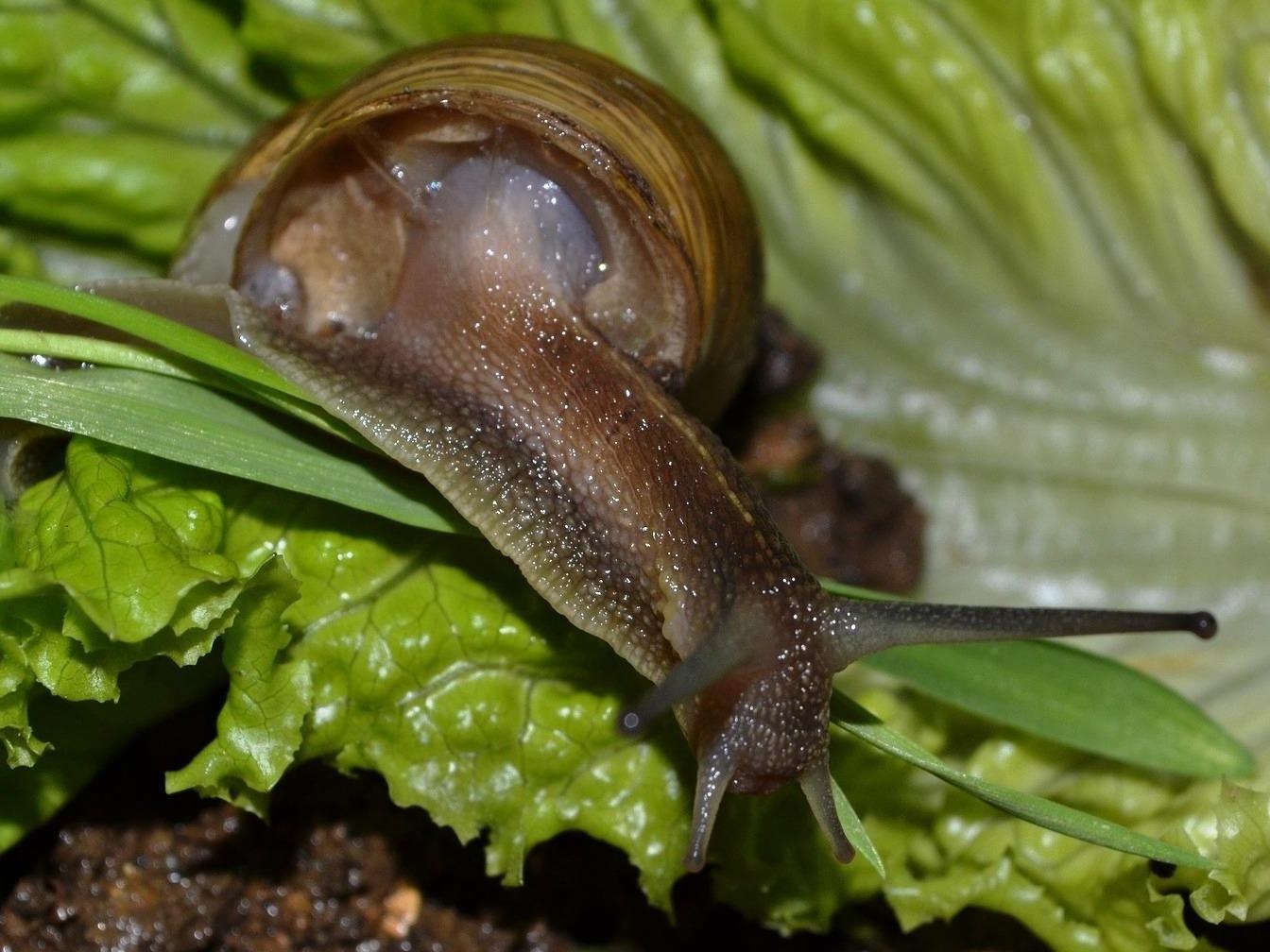 Dac san oc sen ngon noi tieng cua nguoi Phap hinh anh